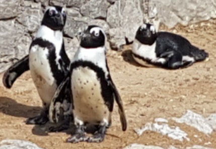 santander-pinguini
